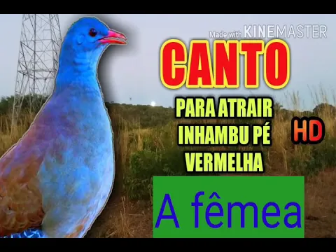 Download MP3 Canto da lambu Fêmea pé vermelha