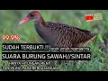 Download Lagu SUARA BURUNG SINTAR//PIKAT AMPUH JERNIH.!!@asepsniperjawa