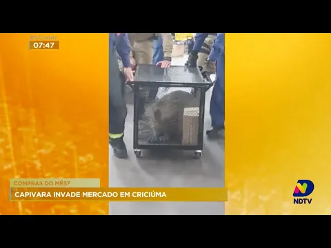 Situação inusitada: capivara invade mercado em Criciúma