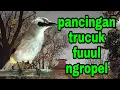 Download Lagu pancingan trucuk ful ropel pelan