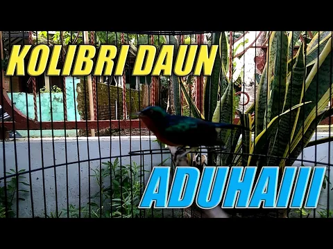 Download MP3 KOLIBRI DAUN GACOR | COCOK UNTUK MASTERAN MURAI BATU DAN CUCAK IJO