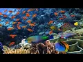 Dumbo koi than Platinum