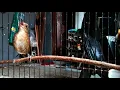 Download Lagu Suara Masteran Cingcoang Coklat / JONGKANGAN Gacor Volume Lantang Jernih Durasi Panjang