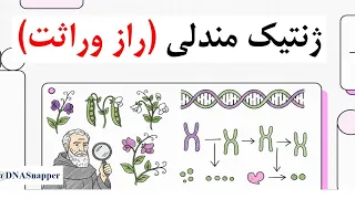 گریگور مندل  دانشمندی که دو قانون طلایی ژنتیک را بنا کرد   دندنها