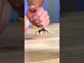 How Do Spider Legs Actually Work