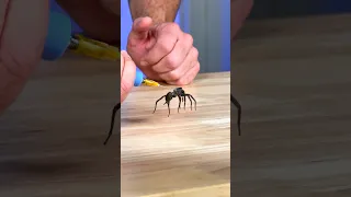 How Do Spider Legs Actually Work