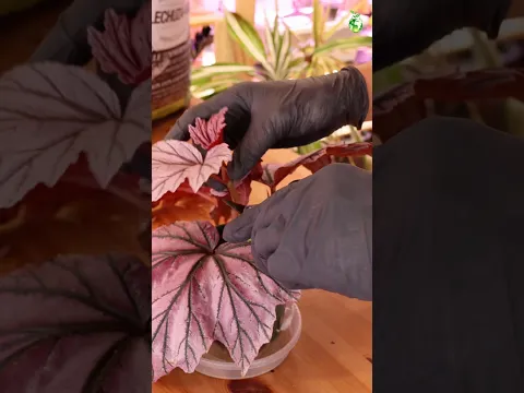 🌿 Propagate With Me: Let’s Grow More Begonia Lamoon! ✂️✨ #begonia #thegreenearth
