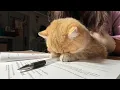 Download Lagu Anak Kucing dan Kucing Terlucu di Dunia yang Akan Mencerahkan Hari Anda!