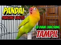 Lagu Lovebird Ngekek Panjang Ini PANDAI SEKALI Pancing EMOSI, Baru DENGAR Labet DIAM Langsung TAMPIL