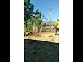 Tree work in siskiyou county