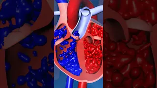 Human Heart Valves Function Short Heartfunction 