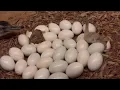 Gourami reflections rhea bird eggs Montezuma oropendola resplendent quetzal antelopes fish 14329