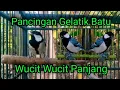 Download Lagu Masteran gelatik batu gacor wucit wucit panjang