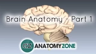 Download Basic Parts of the Brain - Part 1 - 3D Anatomy Tutorial MP3
