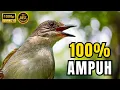 Download Lagu 🔴 SUARA KAPAS TEMBAK GACOR 100% DAHSYAT UNTUK MASTERAN SEGALA JENIS BURUNG KICAU, LANGSUNG MASUK !!!