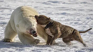 Polar Bear Attacks The Wrong Dog!!!