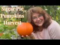 Harvest Sugar Pie Pumpkins A Guide to Picking Pumpkin for the Perfect Fall Treat