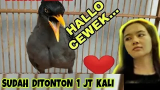 viral burung jalak kebo bisa ngomong 