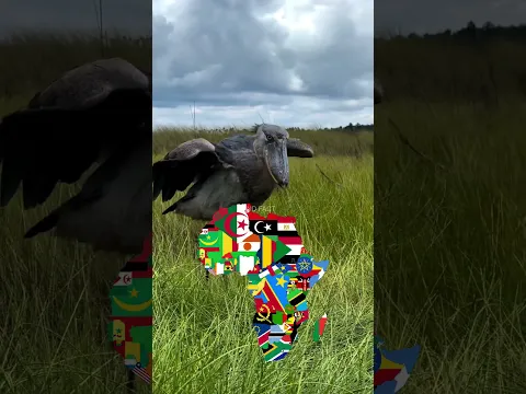 This bird is like a dinosaur "Shoebill" 😲 DiD u know about this #shoebill #shorts #viral