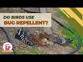 Download Lagu Anting in the Wild Bird World