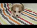 PuppyFinder com Boy