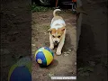Download Lagu cute puppy playing video #puppy #cute #pets #funny #dog #animals #shorts