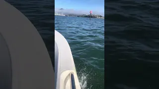 The morning commute.. and the pelican traffic lol . #fyp #vlog #dream #sailing #work