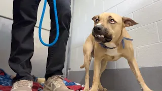This AGGRESSIVE Shelter Dog Was Secretly Faking It