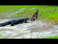 Download Lagu An Alligator Targeted an Injured Bobcat—But What Happened Next Shocked Everyone!