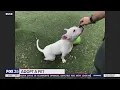 Adopt-a-Pet