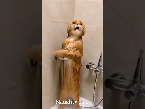 Funny Cat Moments ππ± | Try Not to Laugh! #Shorts