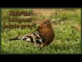 Download Lagu How do hoopoes locate prey under the soil?