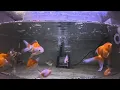 Download Lagu Video ikan mas koki - untuk bengong santai