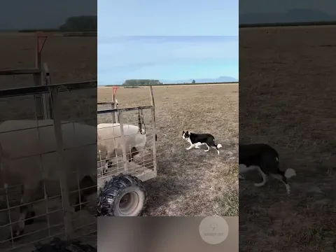 How humans HACKED Wolf DNA! 🧬🤯 #shorts #history #facts #dogs #farm #sheep
