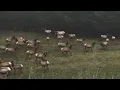 Wildlife Conservation at Work Elk Making a Comeback in Virginia
