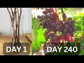 Download Lagu Growing grapes in pots from cutting until harvest in 240 days | Growing grapes in tropical country.