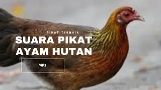 Download Suara Ayam Hutan Betina Untuk Pikat Jantan Padu!!!! MP3