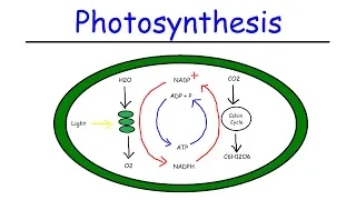 Download Photosynthesis - Light Dependent Reactions and the Calvin Cycle MP3