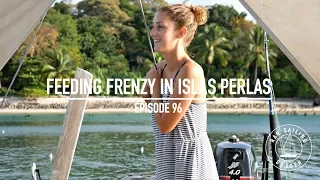 Feeding Frenzy in the Pearl Islands – Ep. 96 RAN Sailing
