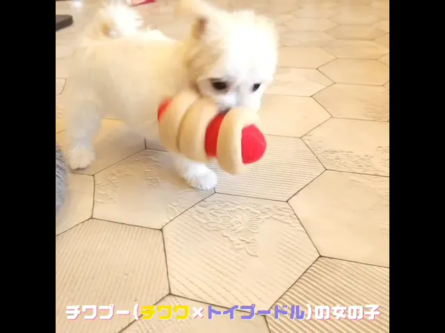 動画