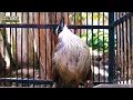 Download Lagu Suara Burung Kaso Kaso
