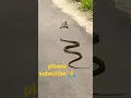 Download Lagu #Short #snake  and Frog #viralvideo