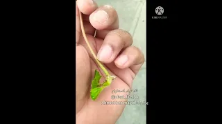 طريقة الاستفادة من مدادات الفراولة 