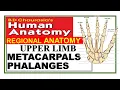 Chp2 METACARPALS PHALANGES Upper Limb Bones BD Chaurasia Regional Anatomy Dr Asif Lectures