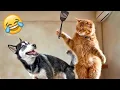 Download Lagu VIDÉO DRÔLE À MOURIR DE RIRE 2024 😂 | Essayer De Ne Pas Rire Challenge !