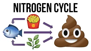 What Is the Nitrogen Cycle for Aquariums