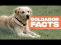 Goldador Dog Breed The Golden Retriever and Labrador Mix