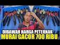 Download Lagu PRAMUKA MEMANAS ! CUMA KIOS PAKDE INI YG NEKAD JUAL MURAI BATU GACOR CUMA 700 RIBU HARI INI