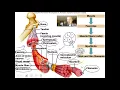 Introduction to the muscular system 1