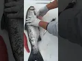 Download Lagu How to Clean Your Salmon from the Start!!